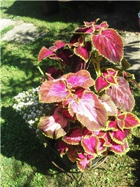 8803a1fd-Picture 011.jpg